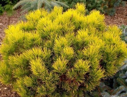 Сосна горная Карстенс Винтер Голд